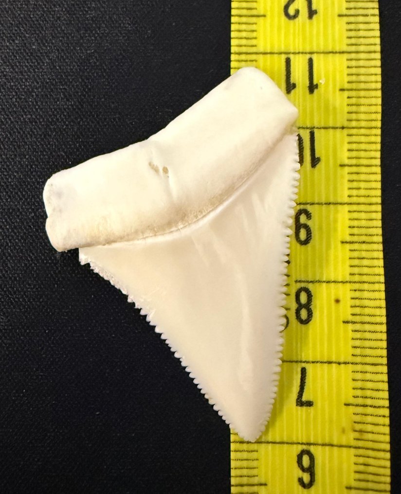 Great White Shark Δόντι - Carcharodon Carcharias - 48 mm - 35 mm - 8 mm #4.3