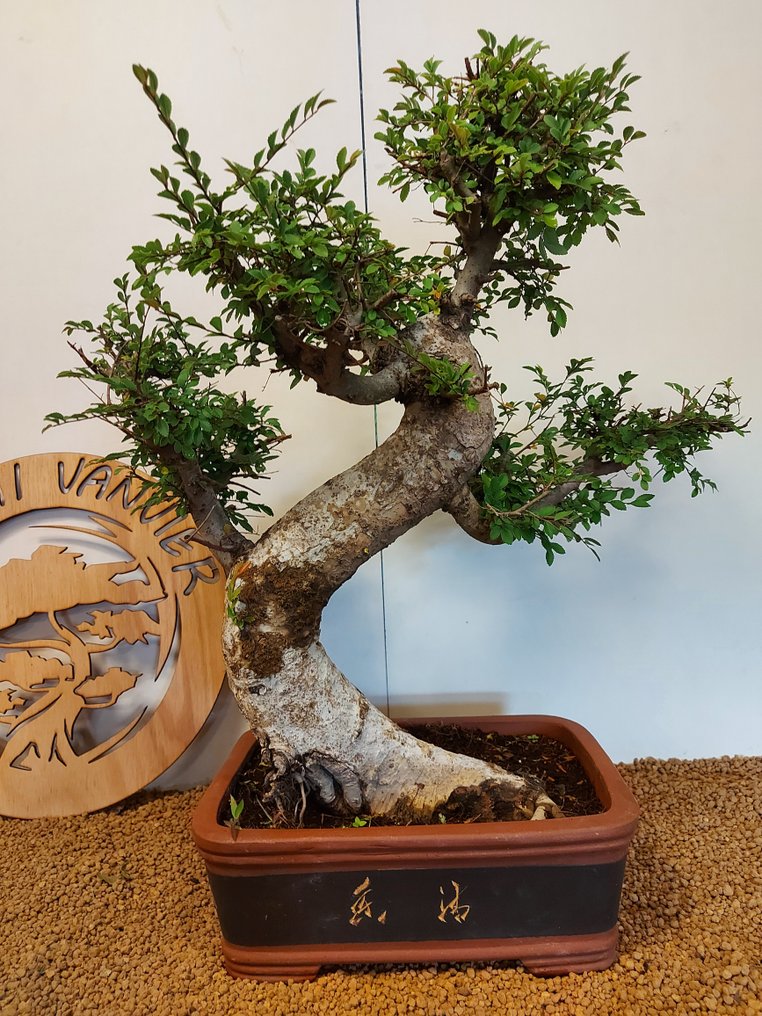 Japanese elm bonsai (Zelkova) - Height (Tree): 56 cm - Depth (Tree): 53 cm - Belgium #1.0