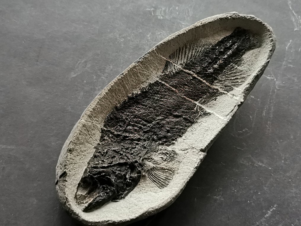 Peixe preparado profissionalmente em concreção natural - Esqueleto fóssil. - Esqueleto fóssil #2.1