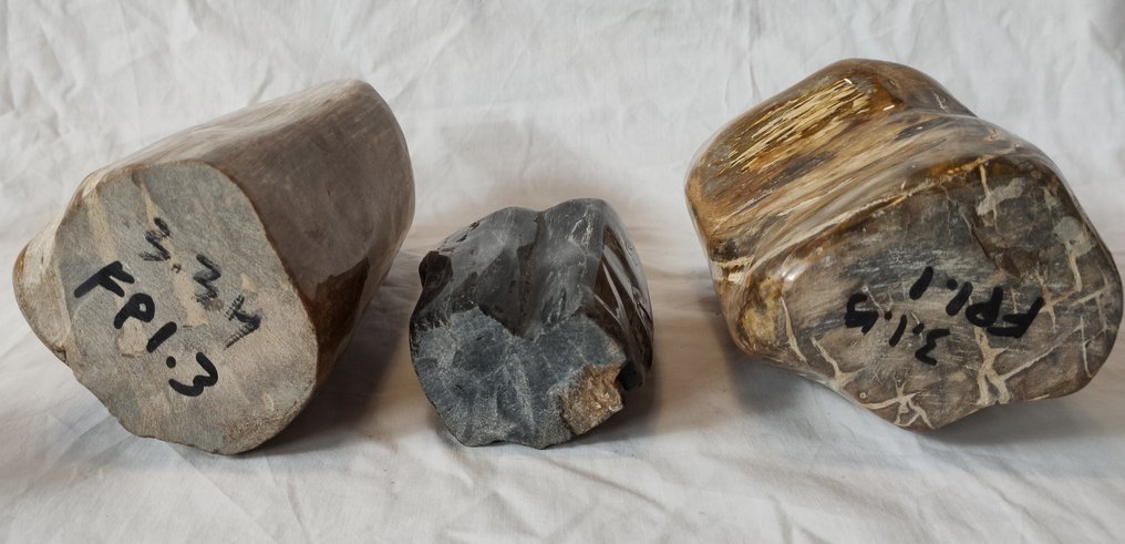 Petrified wood - Fossilised wood #3.2