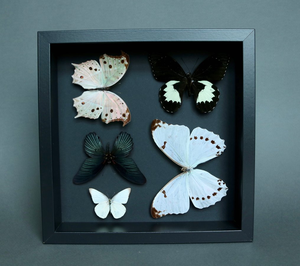 Sommerfugl Taksidermi fuld kropsmontering - Morpho luna / Papilio memnon / Appias albina / Salamis parhassus - 25 cm - 25 cm - 5 cm - Ikke-CITES arter - 1 #2.1