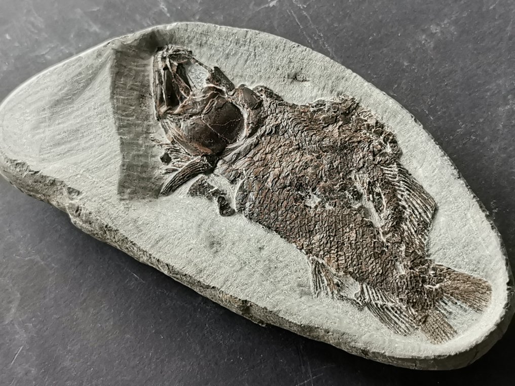 Peixe preparado profissionalmente em concreção natural - Esqueleto fóssil. - Esqueleto fóssil #3.2