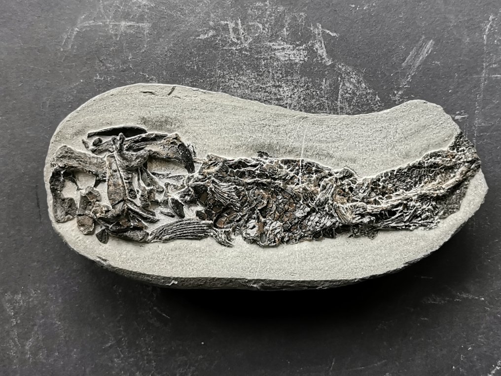 Szakmailag előkészített fosszilis hal természetes concretionben - Fosszilis csontváz - Fosszilis csontváz #3.2