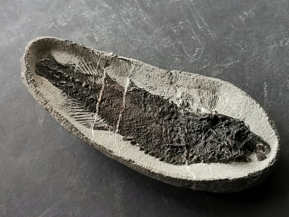 Peixe preparado profissionalmente em concreção natural - Esqueleto fóssil. - Esqueleto fóssil #4.3