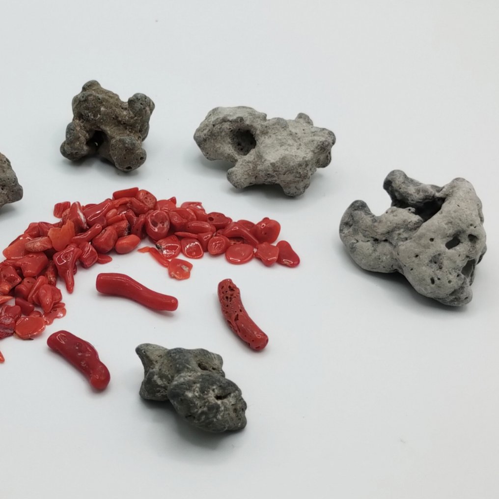 Bloedkoraal Koraal - Corallium rubrum (Zonder Minimumprijs) #1.0