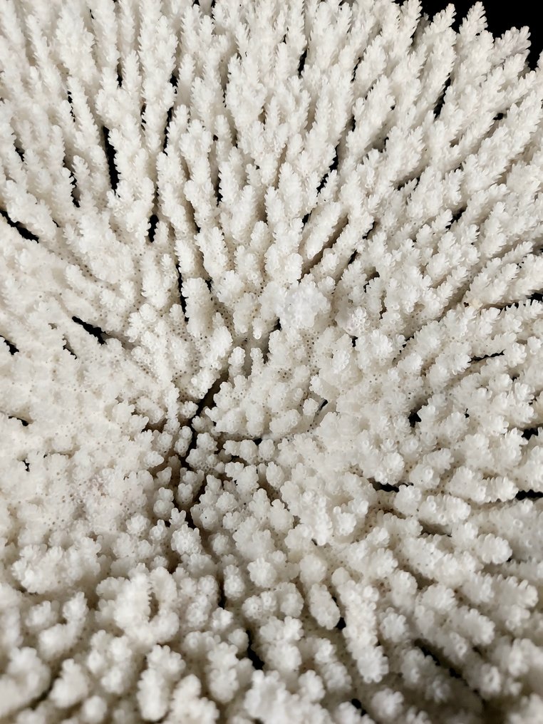 Τέλειο και μεγάλο κανονικό τραπέζι κοραλλιών. Βάση ταρίχευσης ολόκληρου σώματος - Acropora hyacinthus - 18 cm - 26 cm - 26 cm - 1 #4.3