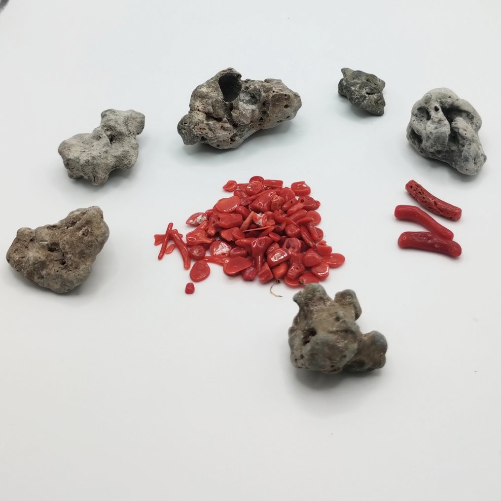 Bloedkoraal Koraal - Corallium rubrum (Zonder Minimumprijs) #4.3