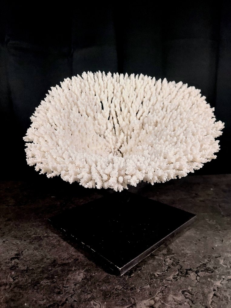 Τέλειο και μεγάλο κανονικό τραπέζι κοραλλιών. Βάση ταρίχευσης ολόκληρου σώματος - Acropora hyacinthus - 18 cm - 26 cm - 26 cm - 1 #3.2