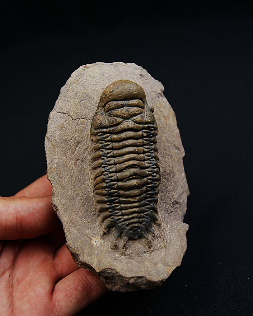 Trilobiet - Gefossiliseerd dier - Crotalocephalus gibbus #4.3