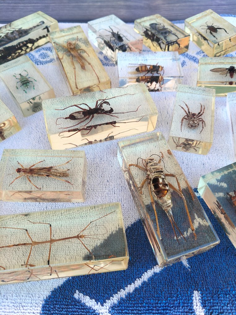 Themed collection - Collection of insects and arachnids in transparent resin #2.1