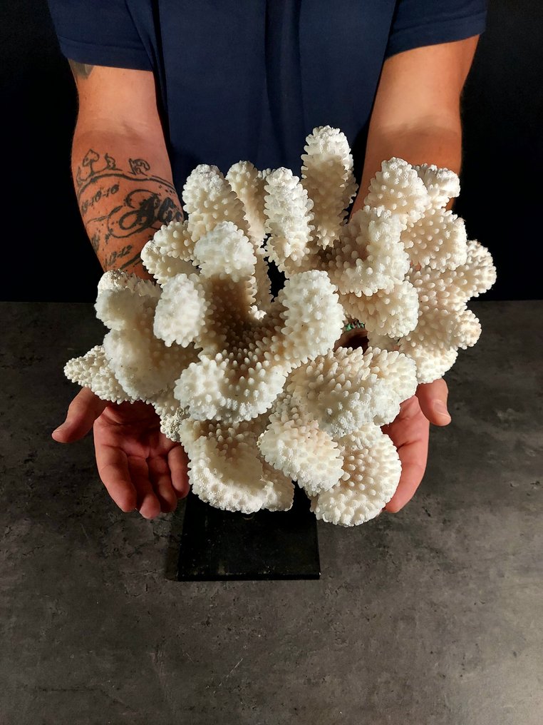 raro e grande esemplare di corallo pocillopora Allestimento tassidermico a corpo intero - Pocillopora eydouxi - 33 cm - 28 cm - 21 cm - 1 #3.2