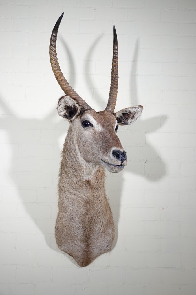 Antilope d'Acqua Allestimento tassidermico a parete - Kobus ellipsiprymnus - 50 cm - 80 cm - 135 cm - 1 #3.2