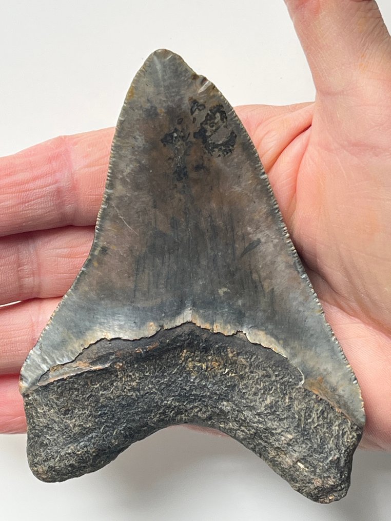 Megalodon - Fossil tooth - 11 cm  (No Reserve Price) #1.0