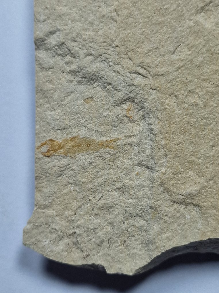 Langouste - Animal fossilisé - Shrimps/fish - 12.5 cm  (Sans Prix de Réserve) #2.1