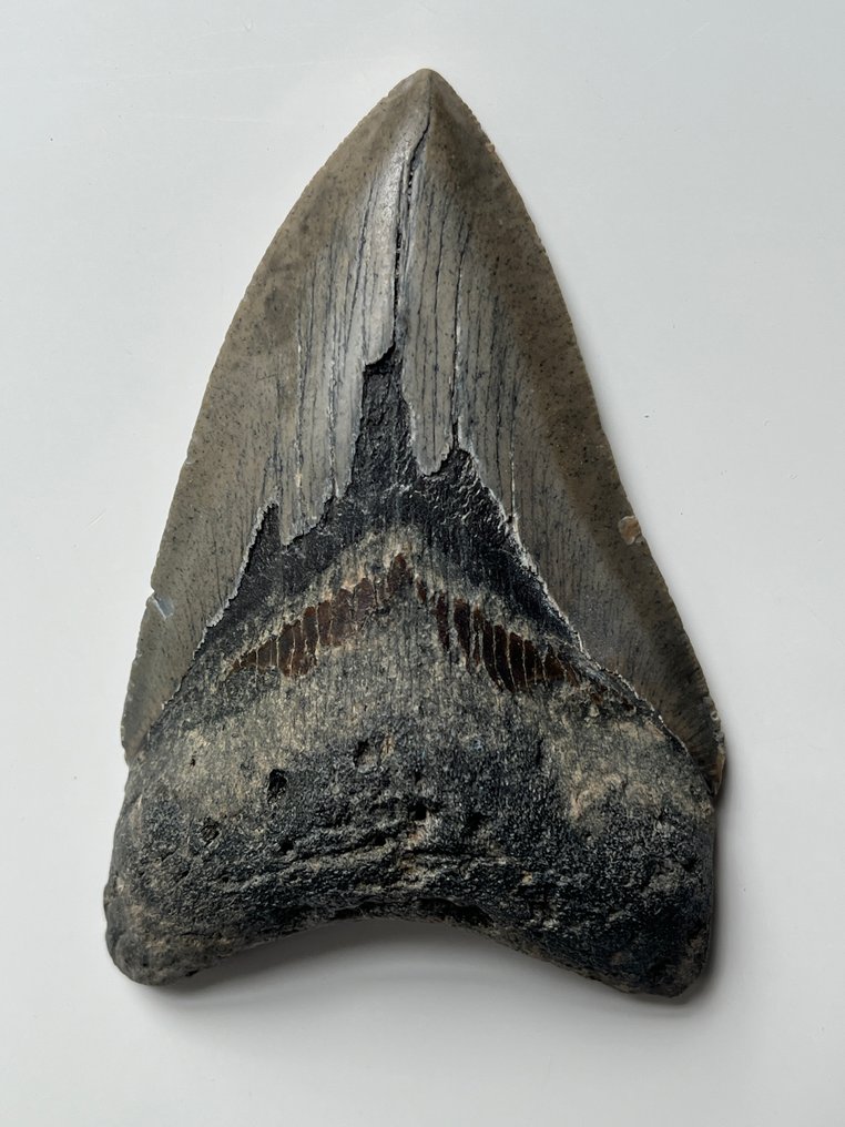 Megalodon - Dente fóssil - 10.1 cm #2.1