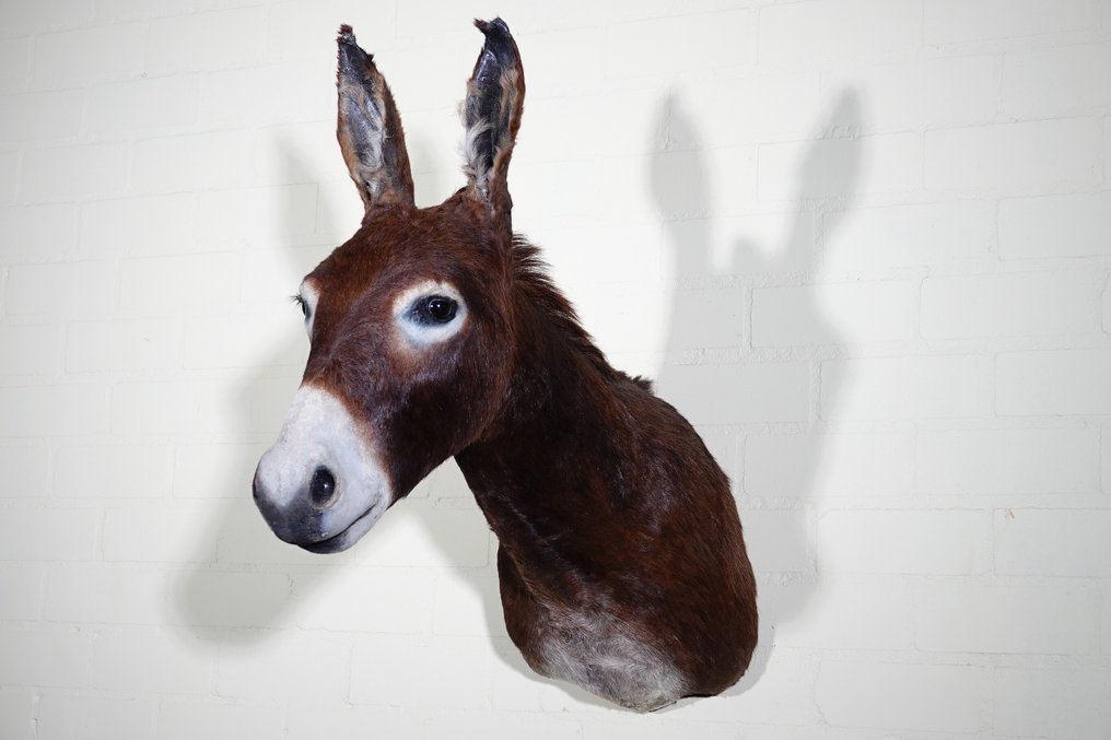 Αφρικανικός γάιδαρος Επιτοίχια βάση ταρίχευσης - Equus africanus asinus - 32 cm - 77 cm - 75 cm - Είδη που δεν ανήκουν στο CITES #2.1