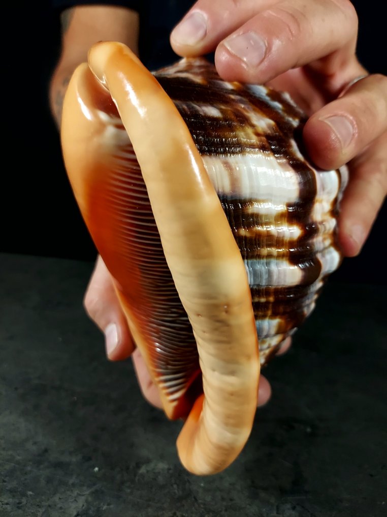 Exemplare enormă de pseudocypraea Taxidermie montură corp întreg - Cassis rufa - 160 mm - 120 mm - 120 mm - 1 #1.0