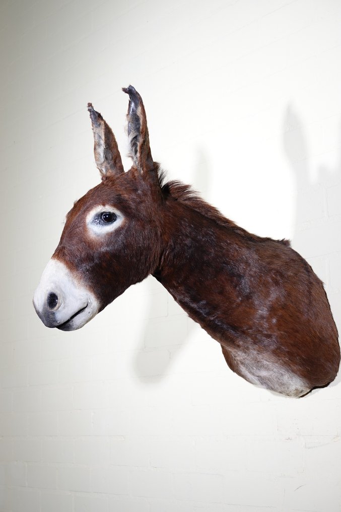 Αφρικανικός γάιδαρος Επιτοίχια βάση ταρίχευσης - Equus africanus asinus - 32 cm - 77 cm - 75 cm - Είδη που δεν ανήκουν στο CITES #1.0