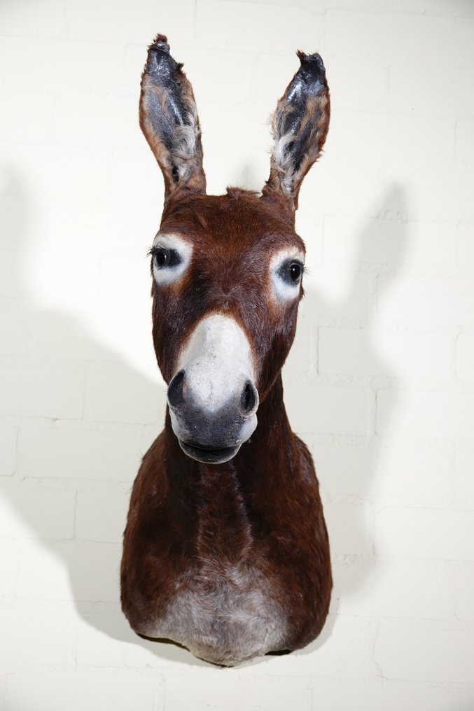 Αφρικανικός γάιδαρος Επιτοίχια βάση ταρίχευσης - Equus africanus asinus - 32 cm - 77 cm - 75 cm - Είδη που δεν ανήκουν στο CITES #4.3