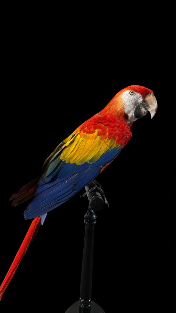 Macaw Taxidermy full body mount - Ara macao - 80 cm - 30 cm - 50 cm - CITES Appendix I - Annex A in the EU #4.3