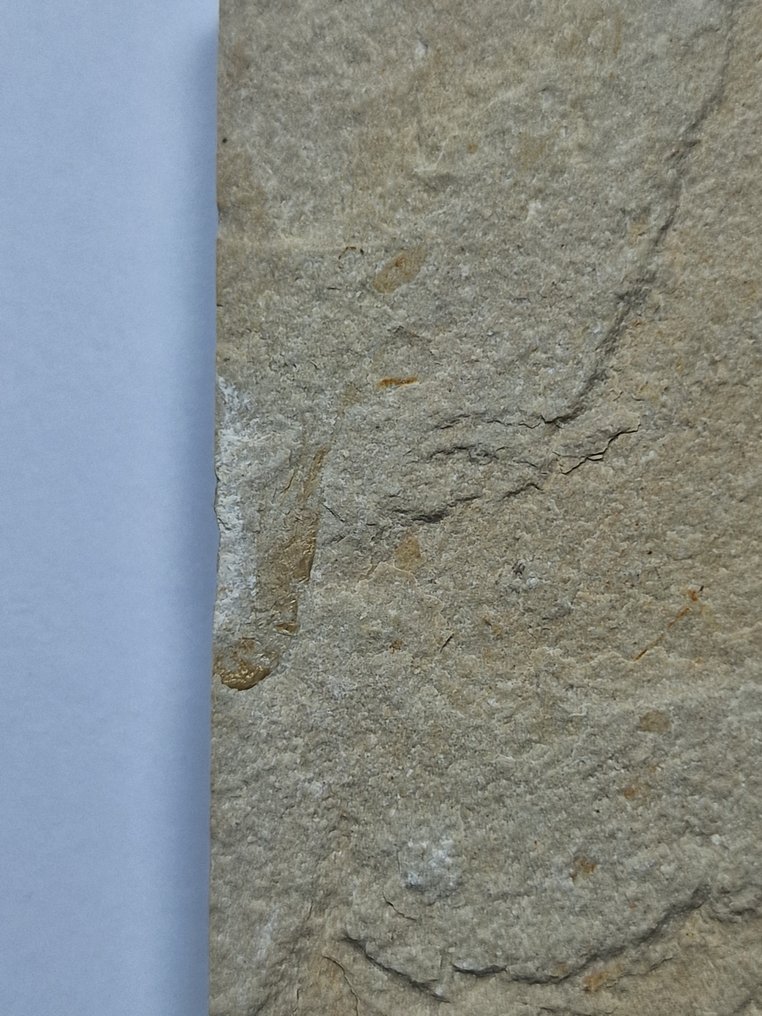 Langouste - Animal fossilisé - Shrimps/fish - 12.5 cm  (Sans Prix de Réserve) #1.0