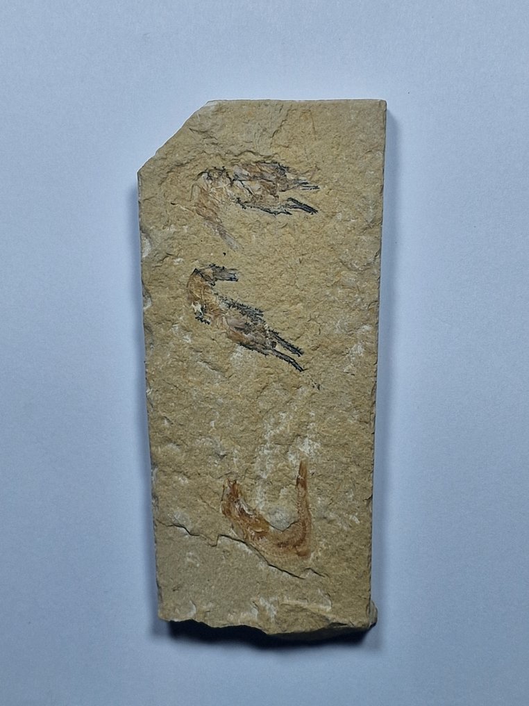 Langouste - Animal fossilisé - Shrimps/fish - 12.5 cm  (Sans Prix de Réserve) #1.0