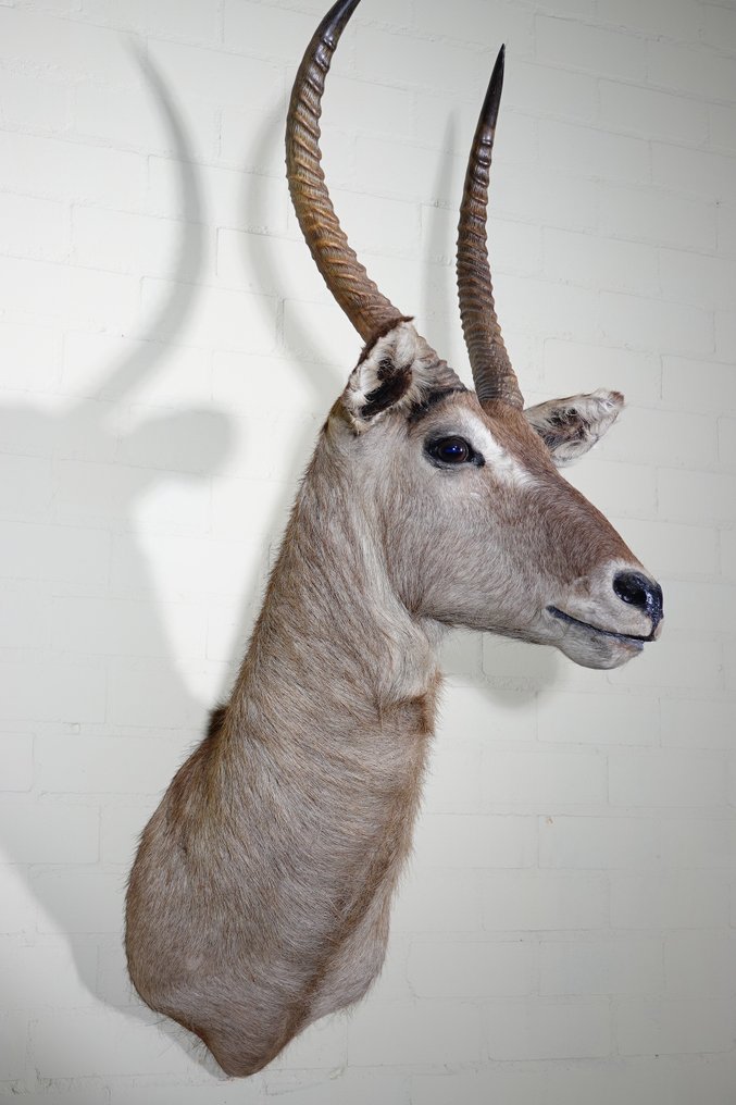 Antilope d'Acqua Allestimento tassidermico a parete - Kobus ellipsiprymnus - 50 cm - 80 cm - 135 cm - 1 #4.3
