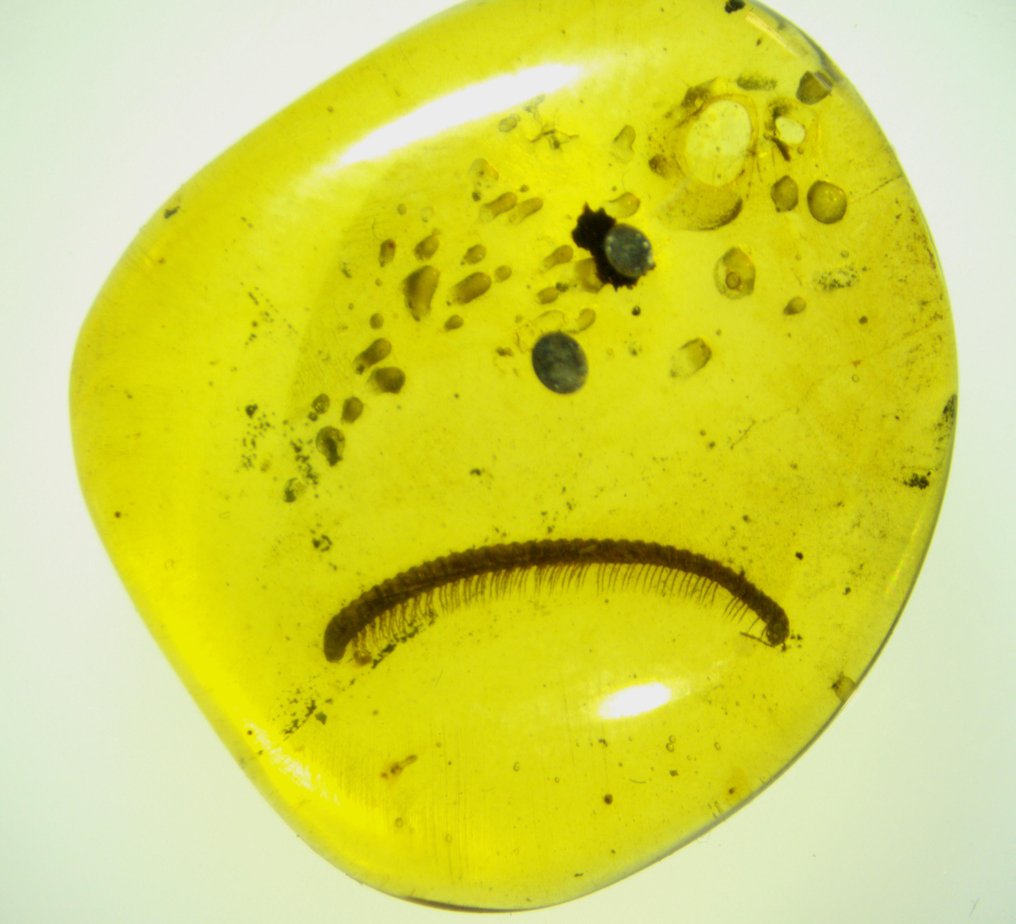 Animale fossilizzato - Ámbar birmano - Milpiés muy raro - 16 mm - 16 mm #1.0