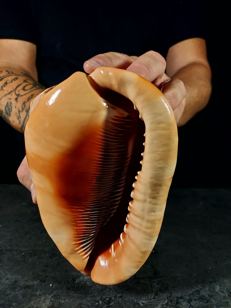 Exemplare enormă de pseudocypraea Taxidermie montură corp întreg - Cassis rufa - 160 mm - 120 mm - 120 mm - 1 #2.1