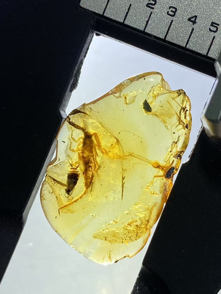 Amber - Amber - Scorpion - 23.1 mm - 14.5 mm #1.0