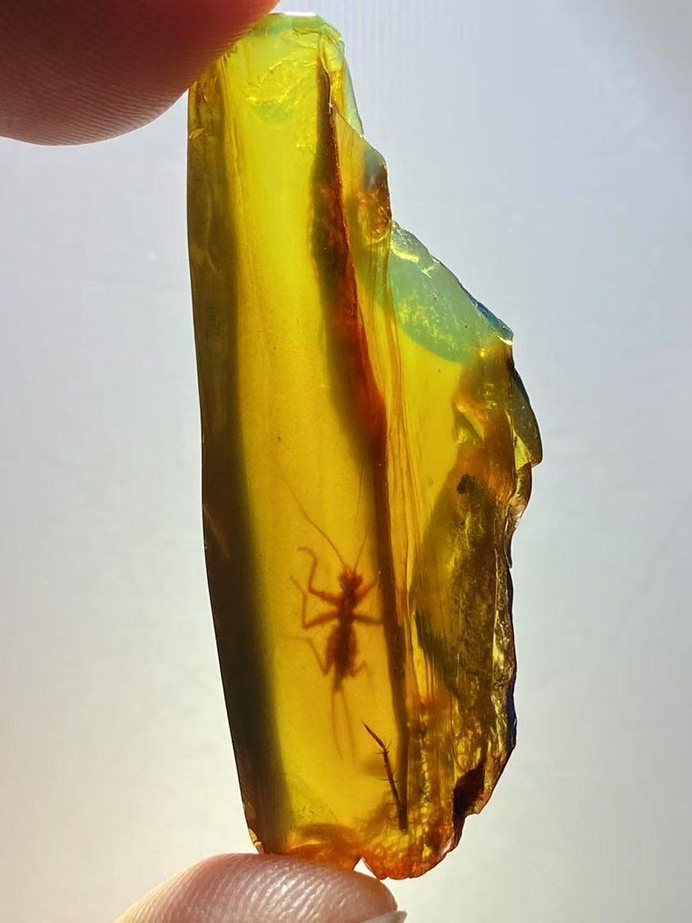 Matriz fóssil - Gryllidae in amber - 43.7 mm - 16.3 mm #1.0