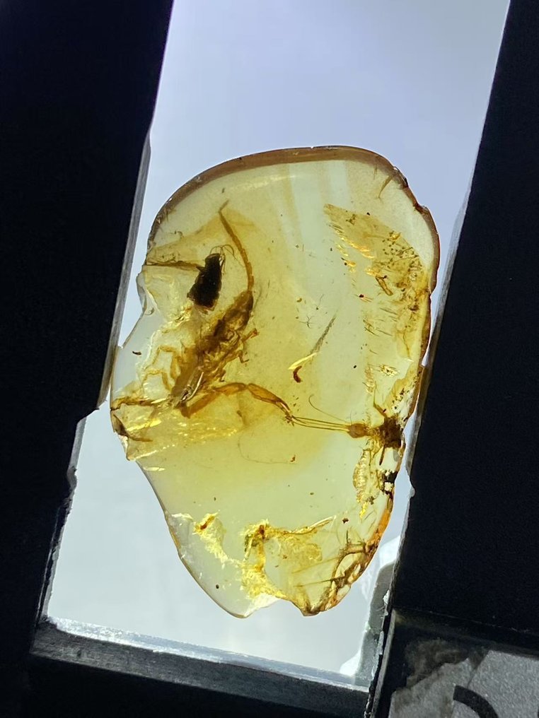 Amber - Amber - Scorpion - 23.1 mm - 14.5 mm #2.1