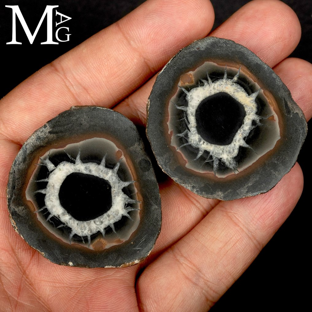 Nodulo Septaria 50 millioner år Septaria-nodulus – Jordens øjne - Højde: 48 mm - Bredde: 44 mm- 82 g #3.2