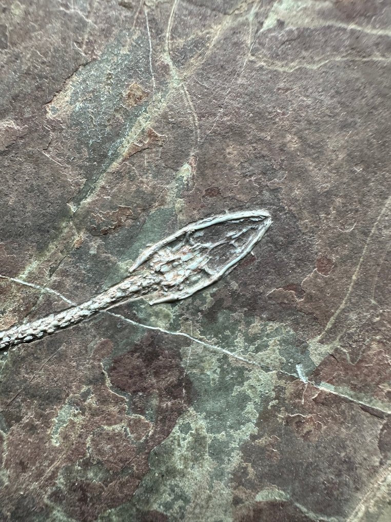 Fossil platematrise - Keichousaurus sp. - 26 cm - 15.5 cm #2.1