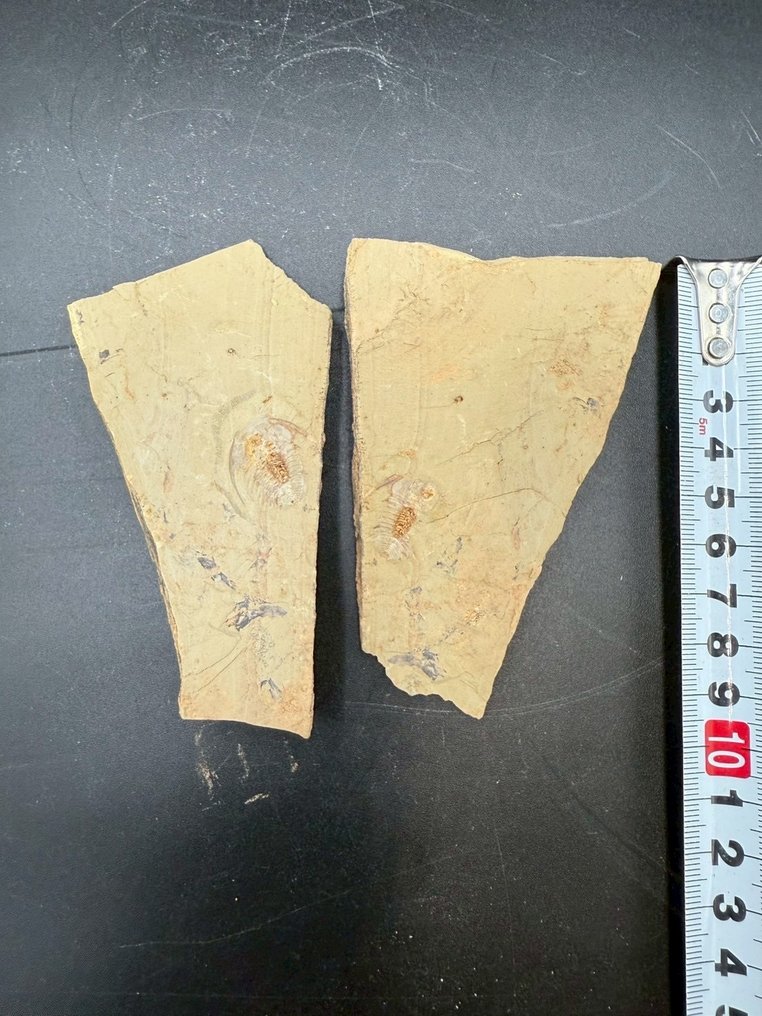 Trilobita - Matriz de fóssil - Redlichia mai - 11 cm - 6.5 cm #2.1