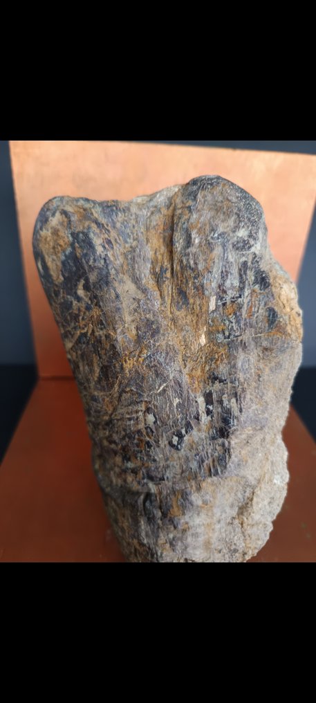 Dinosaur - Fossil femur bone - 19 cm #2.1