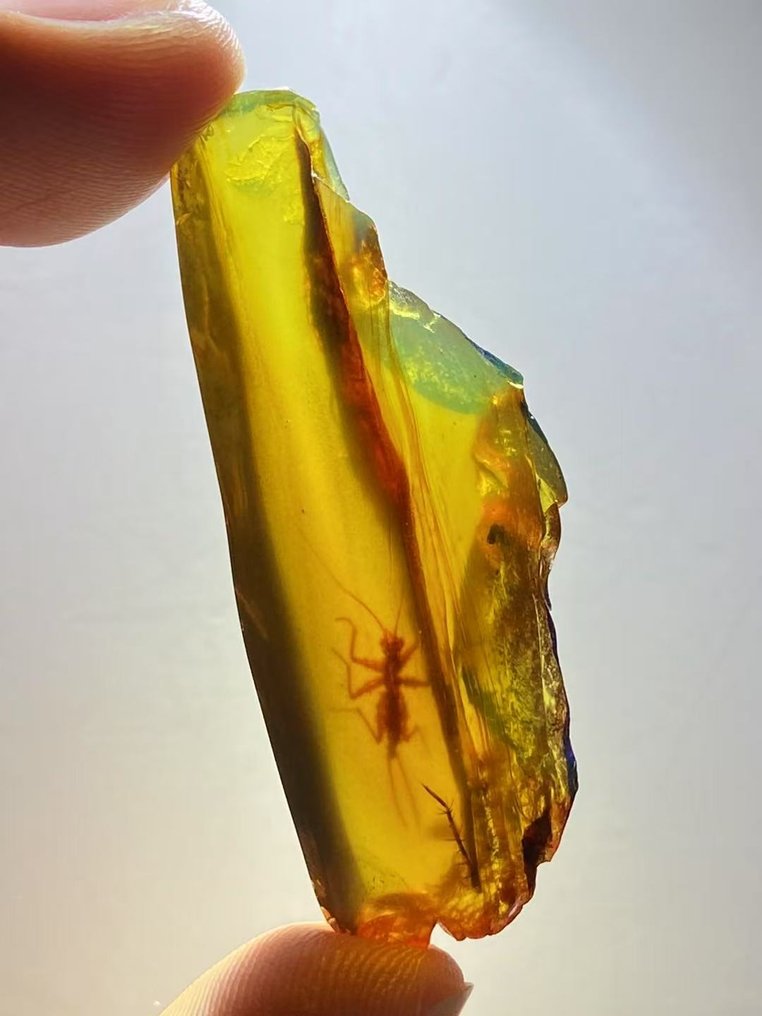 Matriz fóssil - Gryllidae in amber - 43.7 mm - 16.3 mm #1.0
