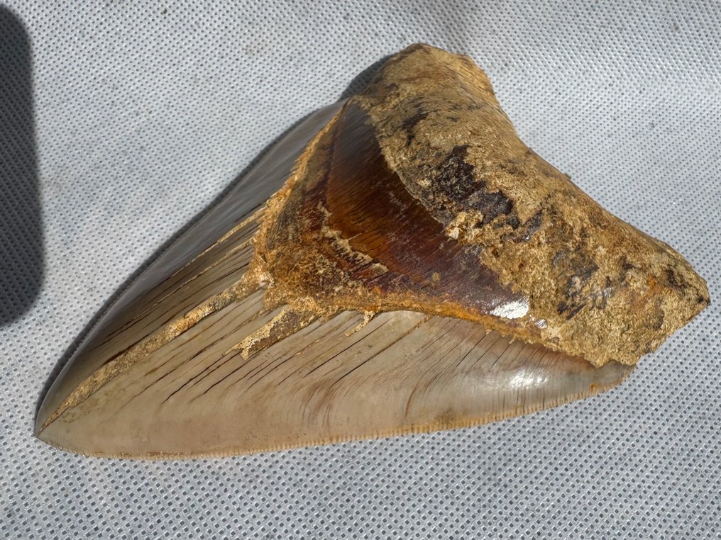 Megalodon - Dinte fosilă - Carcharocles megalodon - 13.8 cm #3.2