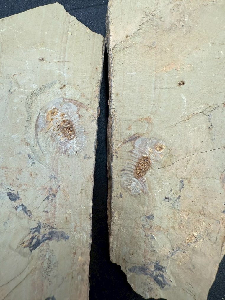 Trilobita - Matriz de fóssil - Redlichia mai - 11 cm - 6.5 cm #1.0