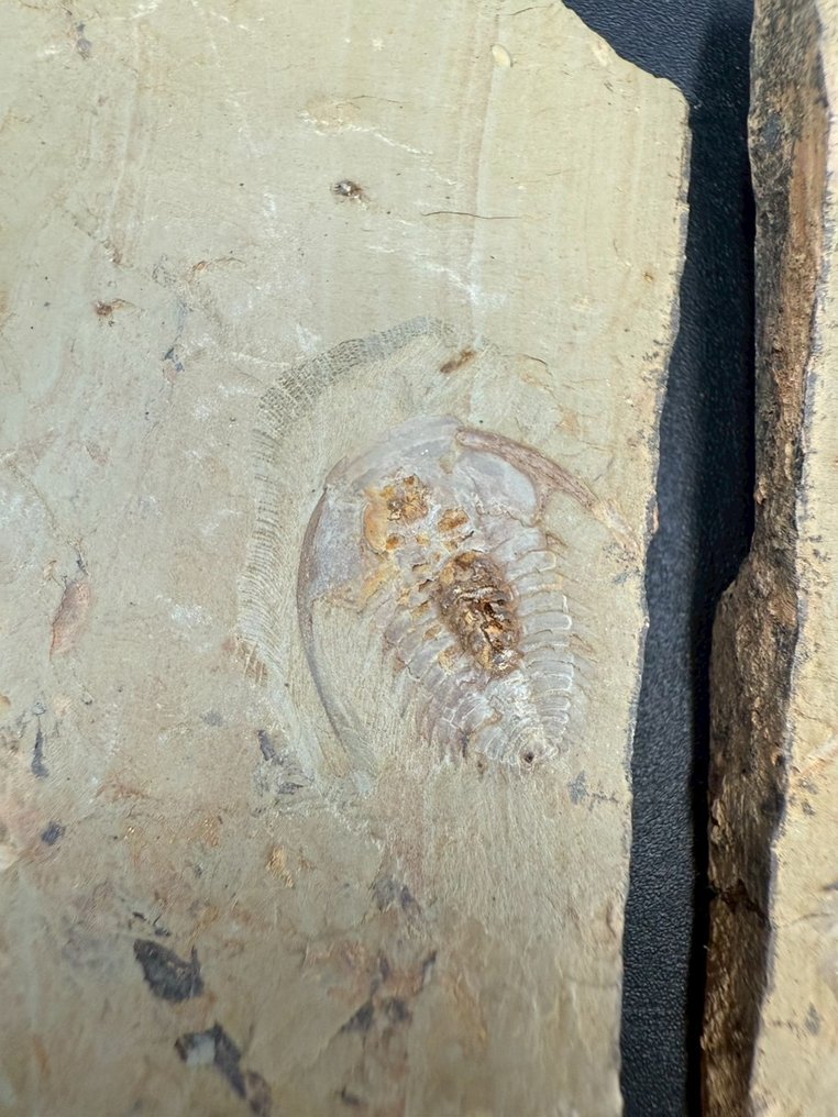 Trilobita - Matriz de fóssil - Redlichia mai - 11 cm - 6.5 cm #3.2