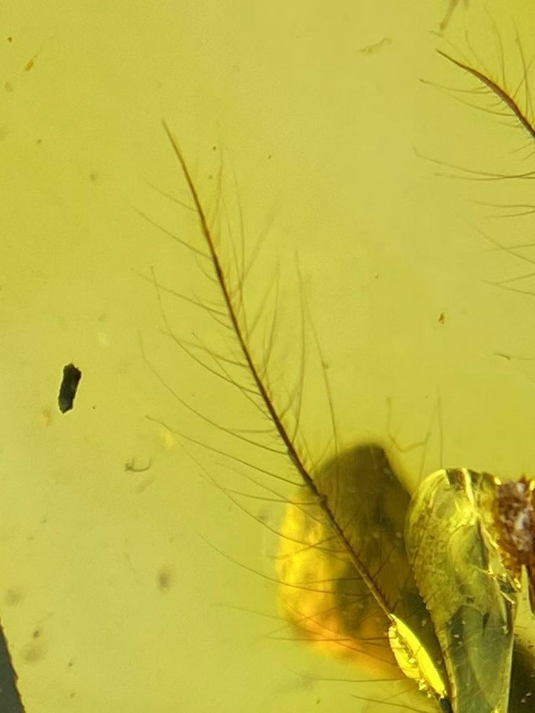 Rav - feather in amber - 16.9 mm - 13.7 mm #2.1