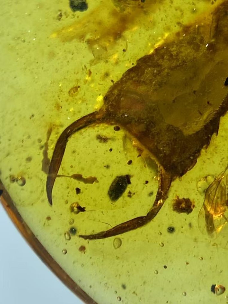 Fossil-Matrix - Dermaptera in amber - 16 mm - 13.7 mm #2.1