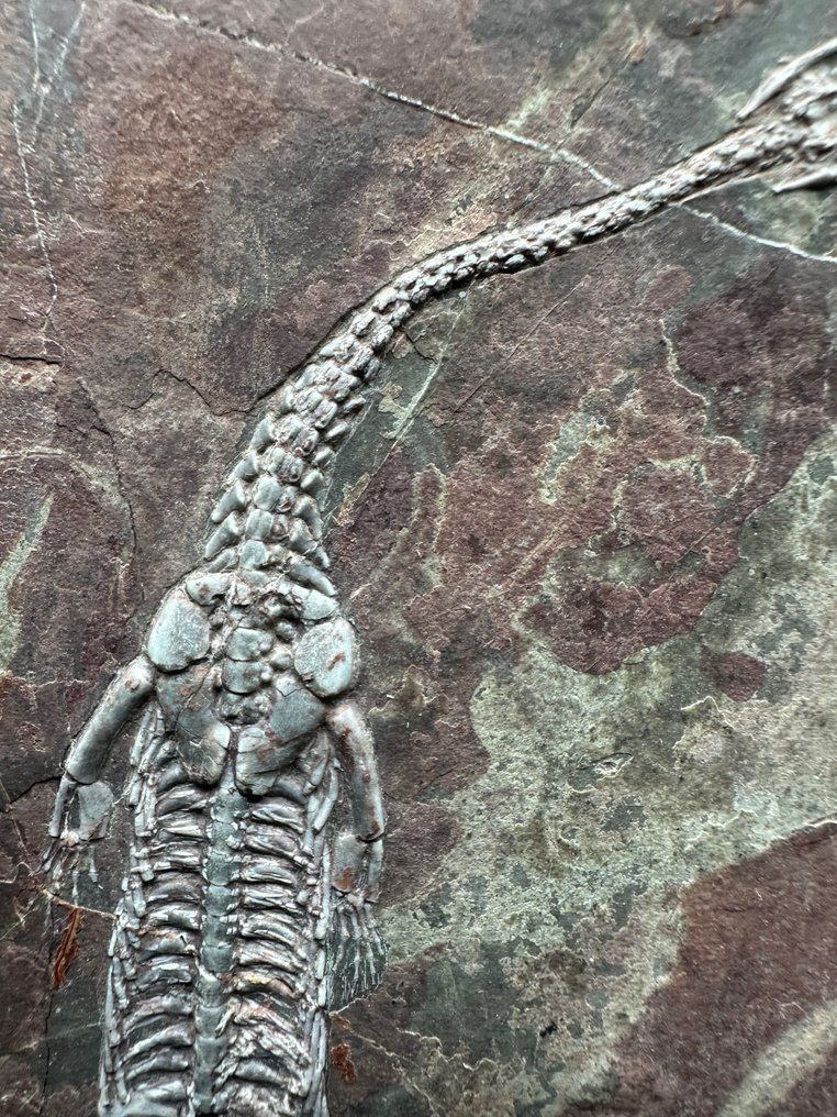 Fossil platematrise - Keichousaurus sp. - 26 cm - 15.5 cm #3.2