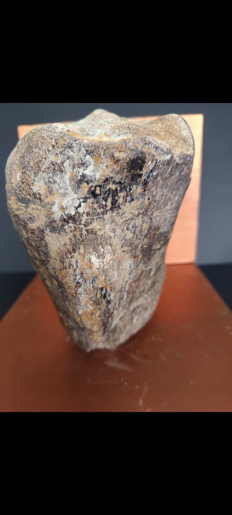 Dinosaur - Fossil femur bone - 19 cm #3.2