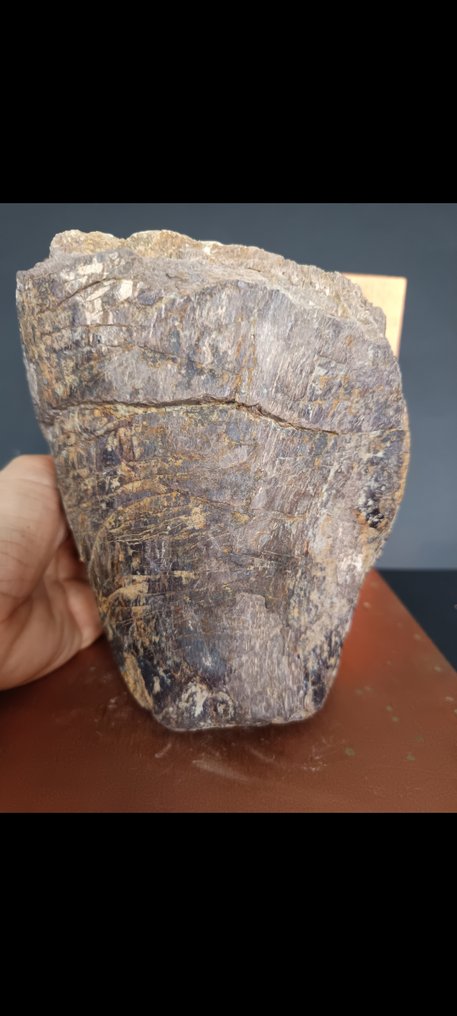 Dinosaur - Fossil femur bone - 19 cm #1.0