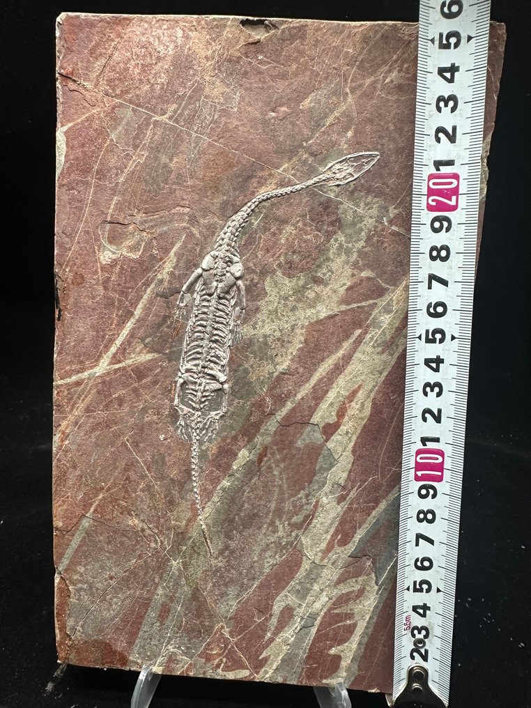 Fossil platematrise - Keichousaurus sp. - 26 cm - 15.5 cm #1.0