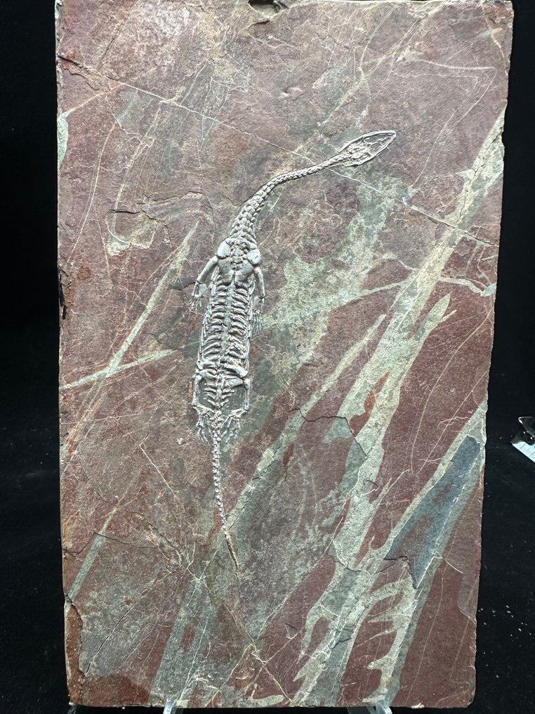 Fossil platematrise - Keichousaurus sp. - 26 cm - 15.5 cm #1.0