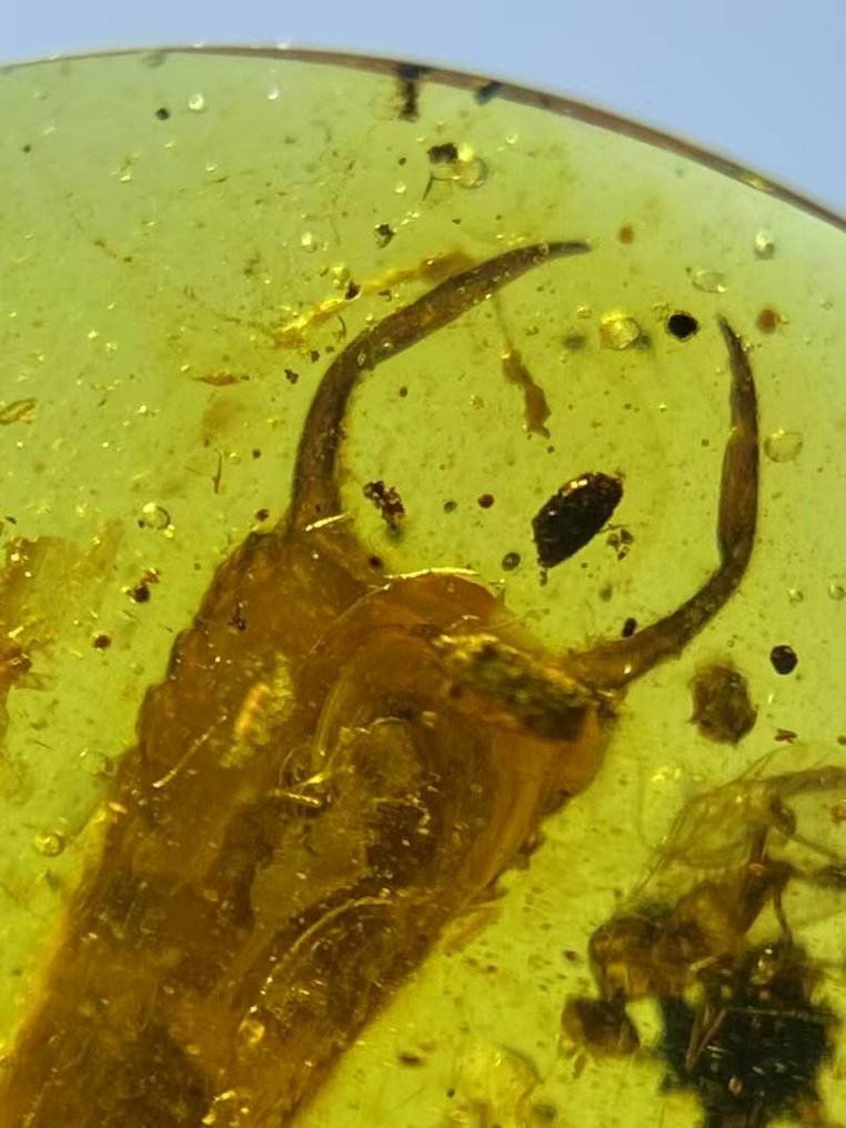 Fossil-Matrix - Dermaptera in amber - 16 mm - 13.7 mm #1.0