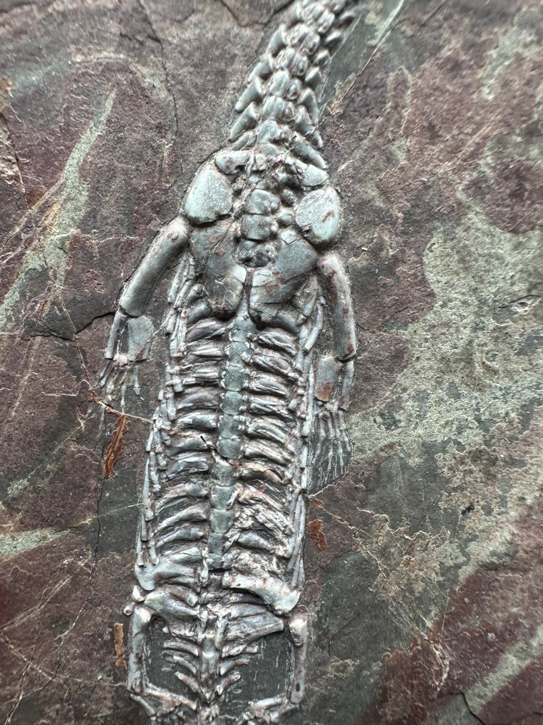 Fossil platematrise - Keichousaurus sp. - 26 cm - 15.5 cm #4.3