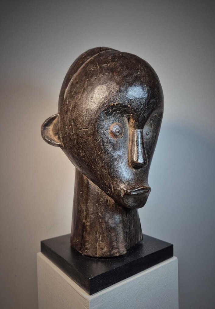 Λειψανοθήκη - Fang - Γκαμπόν - Belle Tête Fang  (χωρίς τιμή ασφαλείας) #1.0